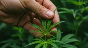Beneficios medioambientales de cultivar cannabis de forma natural.