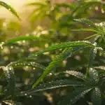 Qué es el cultivo in vitro en el cultivo de cannabis moderno.
