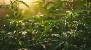 Qué es el cultivo in vitro en el cultivo de cannabis moderno.