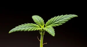 Cómo funciona el cultivo in vitro en marihuana paso a paso.