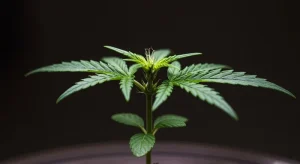 Cultivo de tejidos de plantas de cannabis paso a paso.
