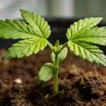 Plántula de cannabis Cafe Racer CBD en etapa temprana de crecimiento.