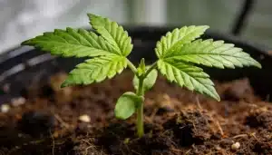 Plántula de cannabis Cafe Racer CBD en etapa temprana de crecimiento.