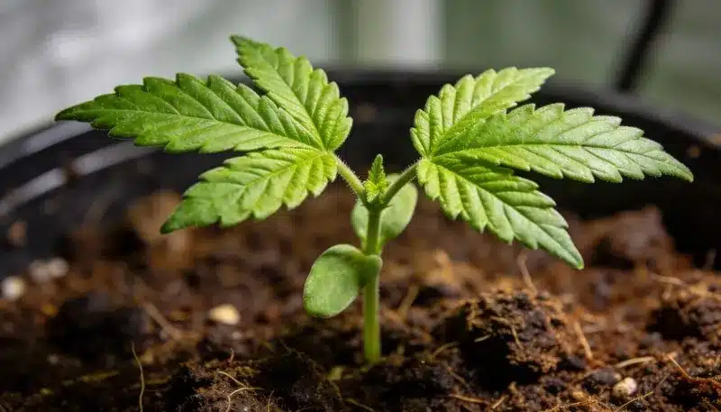 Plántula de cannabis Cafe Racer CBD en etapa temprana de crecimiento.