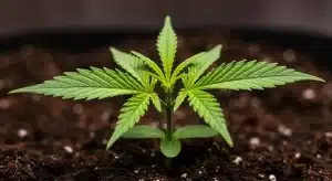 Plántula de cannabis Candyland en fase inicial de crecimiento sobre sustrato.