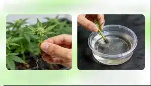Sexxpot Regular: esquejes y enraizamiento de cannabis.