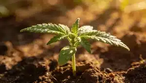 Plántula de cannabis Strawberry Cake CBD en etapa temprana de crecimiento.