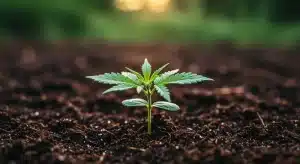 Plántula de cannabis Zenergy CBD en etapa temprana de crecimiento.