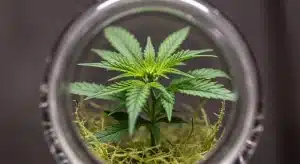 Mejores prácticas para la propagación del cannabis in vitro.