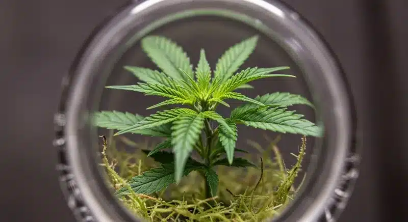Mejores prácticas para la propagación del cannabis in vitro.