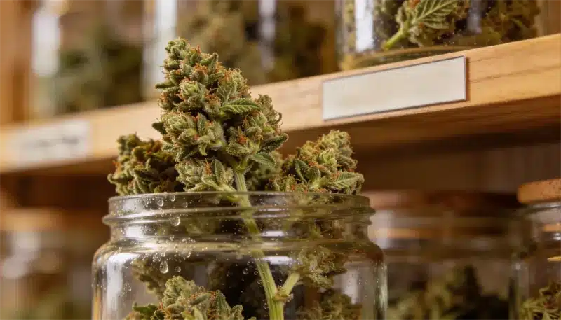 Cogollos de AK 47 Regular almacenados en frasco hermético tras el secado. Flores densas y resinosas, ideales para conservar potencia y perfil aromático intenso.