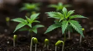 AK 59 en fase de germinación y crecimiento inicial.