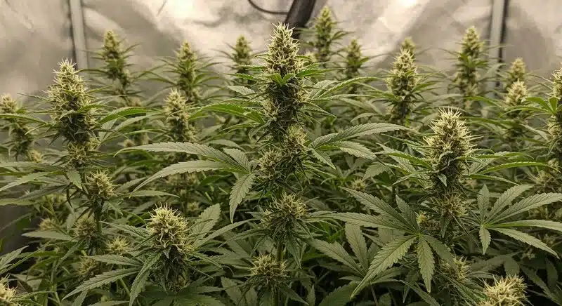 Cultivo interior de AK x White Widow Auto con múltiples colas centrales y cogollos compactos. Híbrido autofloreciente productivo, con alta formación de resina y ciclo corto.