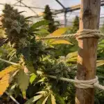 Afghan Hawaiian x Laos x Jamaican en cultivo en invernadero.