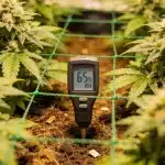 Control de humedad en cultivo de cannabis Afghan x Haze en floración.