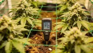 Control de humedad en cultivo de cannabis Afghan x Haze en floración.