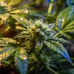 Planta Amnesia CBD (1:1) en floración interior.