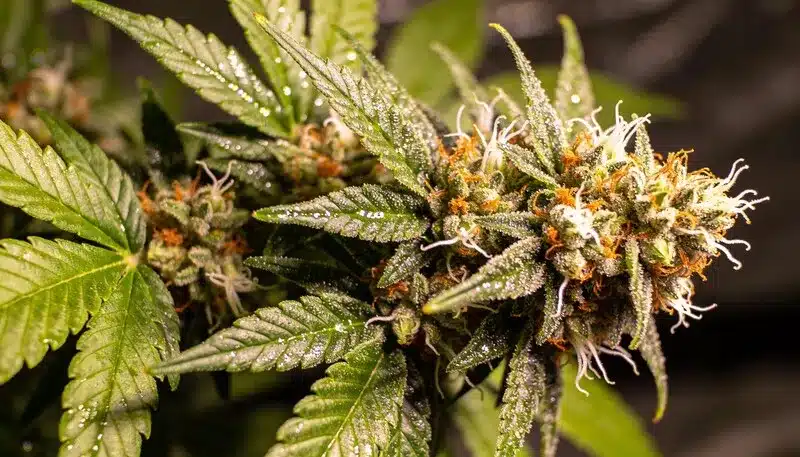 Bubblegum Haze con flores resinosas y pistilos anaranjados. Híbrido de perfil dulce y afrutado, alto rendimiento y excelente producción de resina.