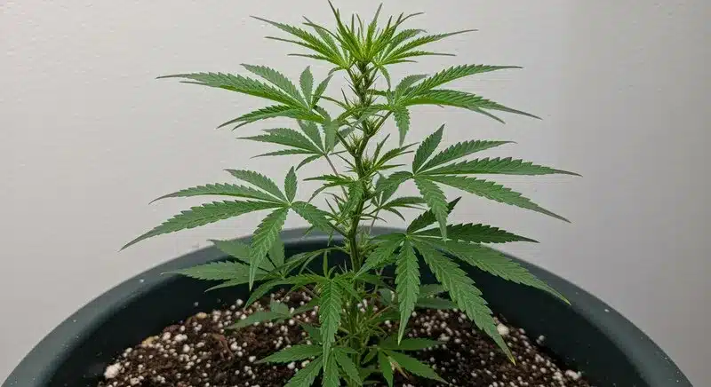 Planta Budmint en fase vegetativa cultivada en maceta con sustrato aireado y buen drenaje. Desarrollo compacto, hojas verdes intensas y estructura equilibrada ideal para interior.
