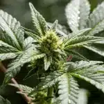Budmint en floración con cogollo resinoso.