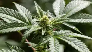 Budmint en floración con cogollo resinoso.