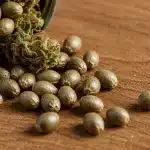 Semillas CBD Black Diesel (1:1) y cogollos.