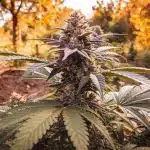 Cogollo de cannabis California Hash Plant en floración exterior.