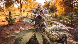 Cogollo de cannabis California Hash Plant en floración exterior.