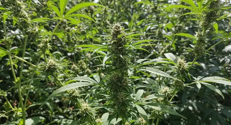 Planta de cannabis Candy Kush Regular cultivada en exterior durante la floración, estructura ramificada y cogollos en desarrollo, típica de genéticas regulares de predominancia índica.