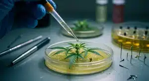 Cómo crear un entorno estéril para el cultivo in vitro de cannabis.