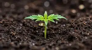 Comparación entre clonación aeropónica y cultivo in vitro en cannabis desde plántula.