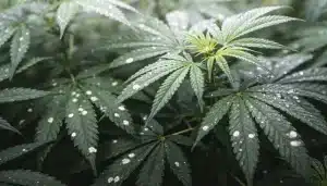 Producción uniforme al escalar el clonaje de cannabis mediante laboratorios de cultivo in vitro.