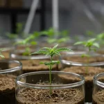 ¿Se pueden clonar semillas feminizadas de cannabis mediante cultivo in vitro en fase de aclimatación?