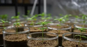 ¿Se pueden clonar semillas feminizadas de cannabis mediante cultivo in vitro en fase de aclimatación?