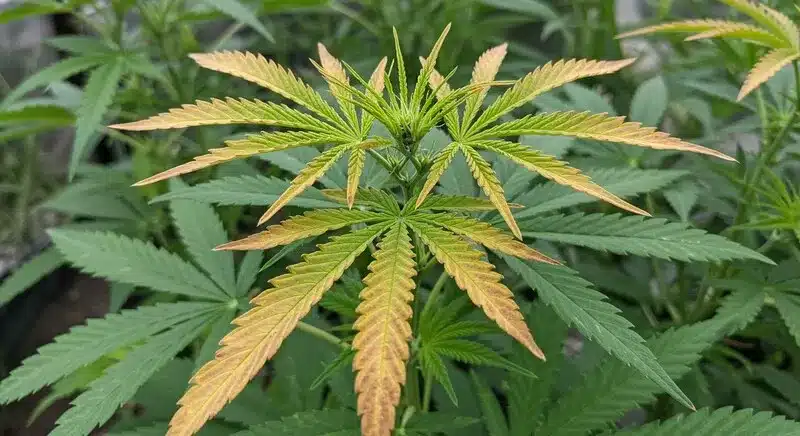 Cómo identificar la clorosis foliar en el cannabis en fase vegetativa.