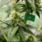 Afghan Kush x Blueberry con cogollo compacto y resinoso.