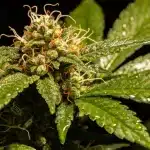Cogollo Cannatonic con alto contenido en CBD.