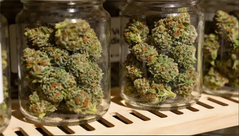 Cogollos de California Orange x Skunk curados en frascos de vidrio, flores compactas con abundante resina.