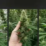 Cogollos de CBD Black Domina (1:1) en comparación.