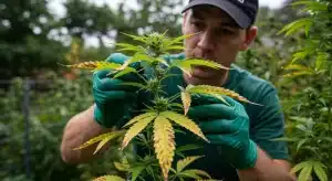Guía para principiantes sobre decoloración de hojas de cannabis en exterior.