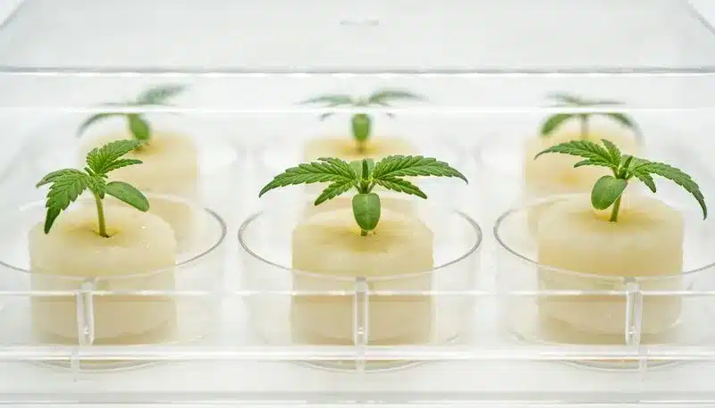 Plantas jóvenes creciendo sobre medio nutritivo en condiciones controladas, el cultivo in vitro para variedades de cannabis con alto THC con enfoque en sanidad y conservación genética.