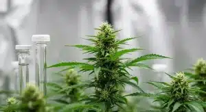 Técnicas de cultivo in vitro y breeding para preservar genéticas de cannabis en laboratorio.