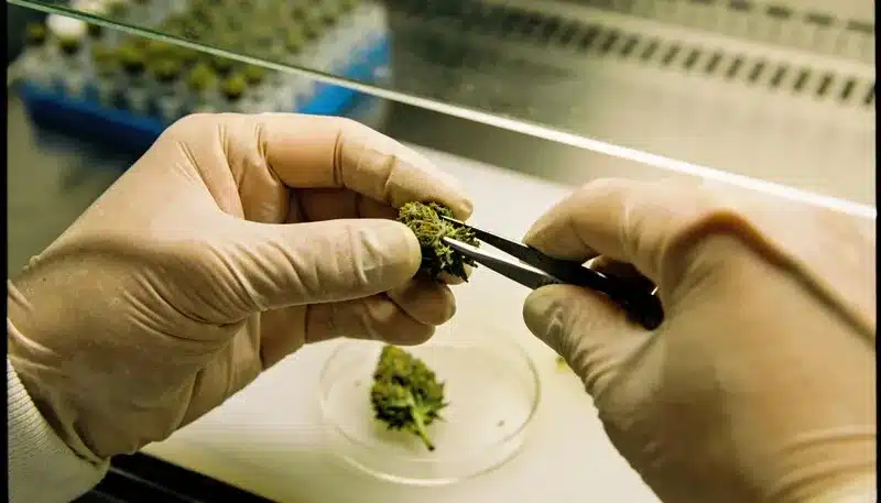Preparación y manipulación de tejido vegetal de cannabis con instrumental estéril: entorno estéril para el cultivo in vitro de cannabis mediante técnicas de asepsia y control del material vegetal.