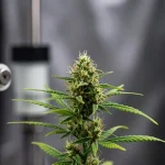 Formación de callo y regeneración en cannabis en fase de desarrollo.