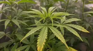 Signos tempranos de deficiencia de nutrientes en el cannabis en hojas