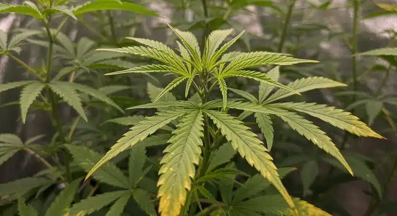 Signos tempranos de deficiencia de nutrientes en el cannabis en hojas