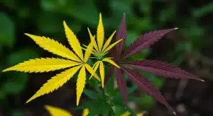 Hojas de cannabis amarillas vs marrones: diferencias en pigmentación.