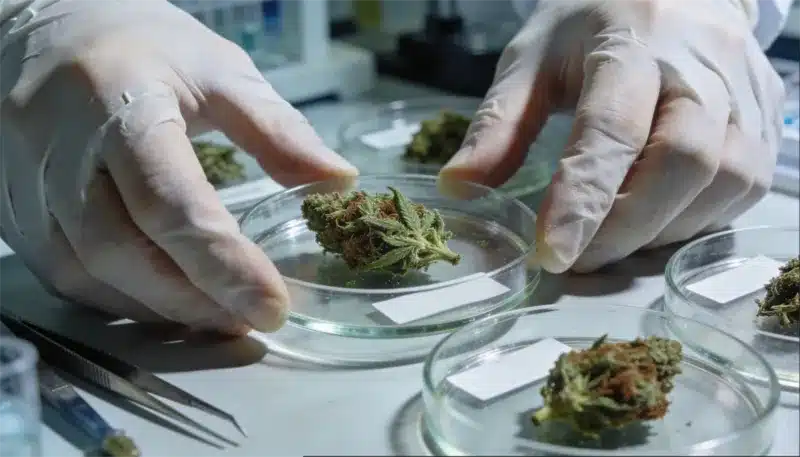 Manipulación de explantes de cannabis en placa de Petri bajo condiciones estériles, cuánto tiempo tarda el clonaje de cannabis por cultivo in vitro desde la selección hasta la regeneración.