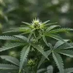 Planta Blueberry CBD (1:16) en crecimiento.