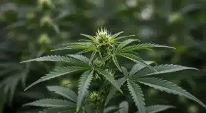 Planta Blueberry CBD (1:16) en crecimiento.